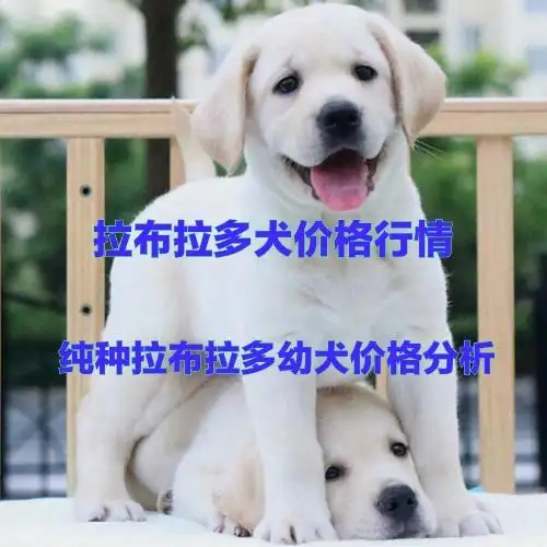 养拉布拉多幼犬的注意事项(养拉布拉多幼犬的注意事项有哪些)