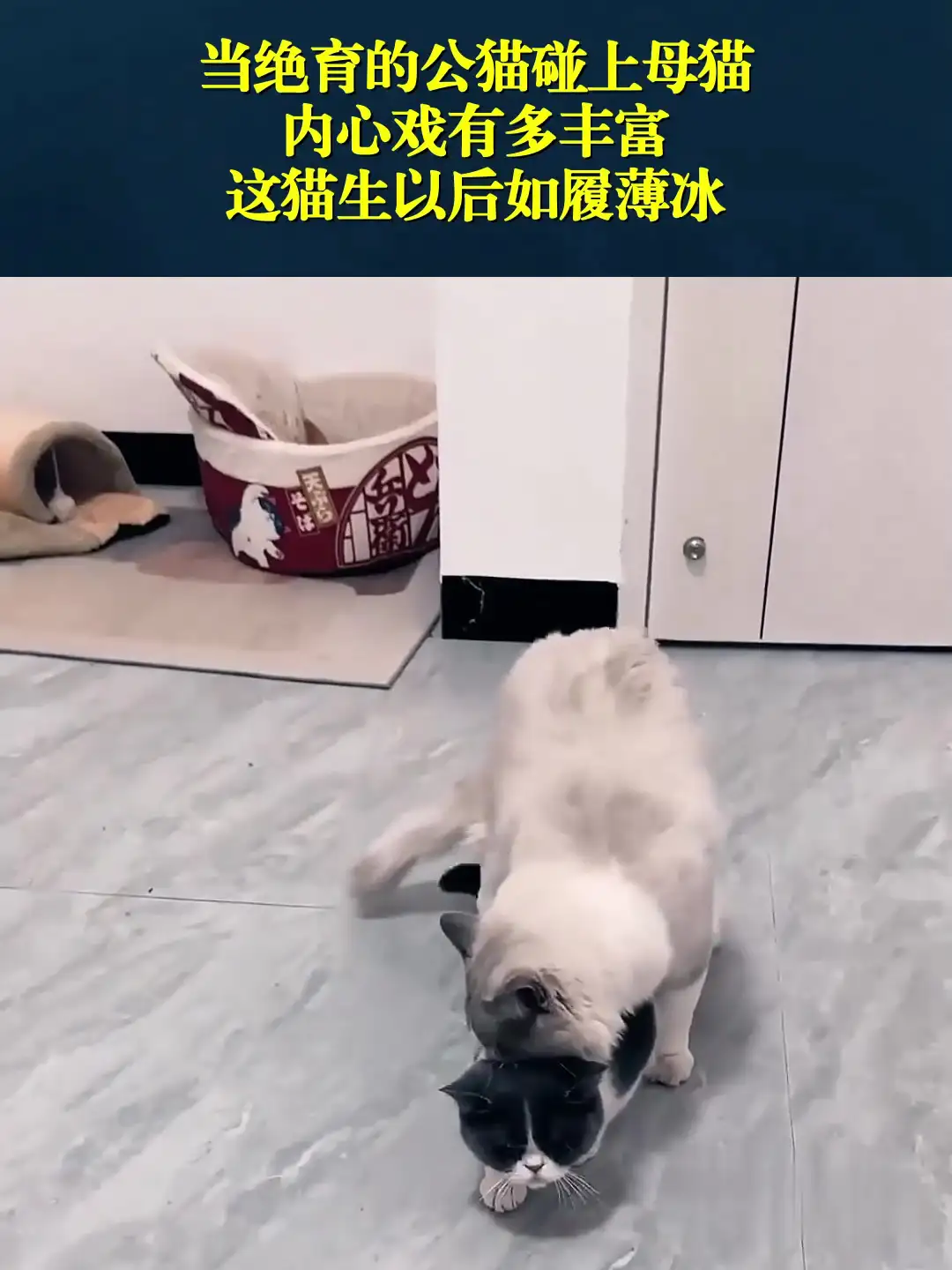 公猫要绝育还是母猫要绝育(公猫要绝育还是母猫要绝育呢)