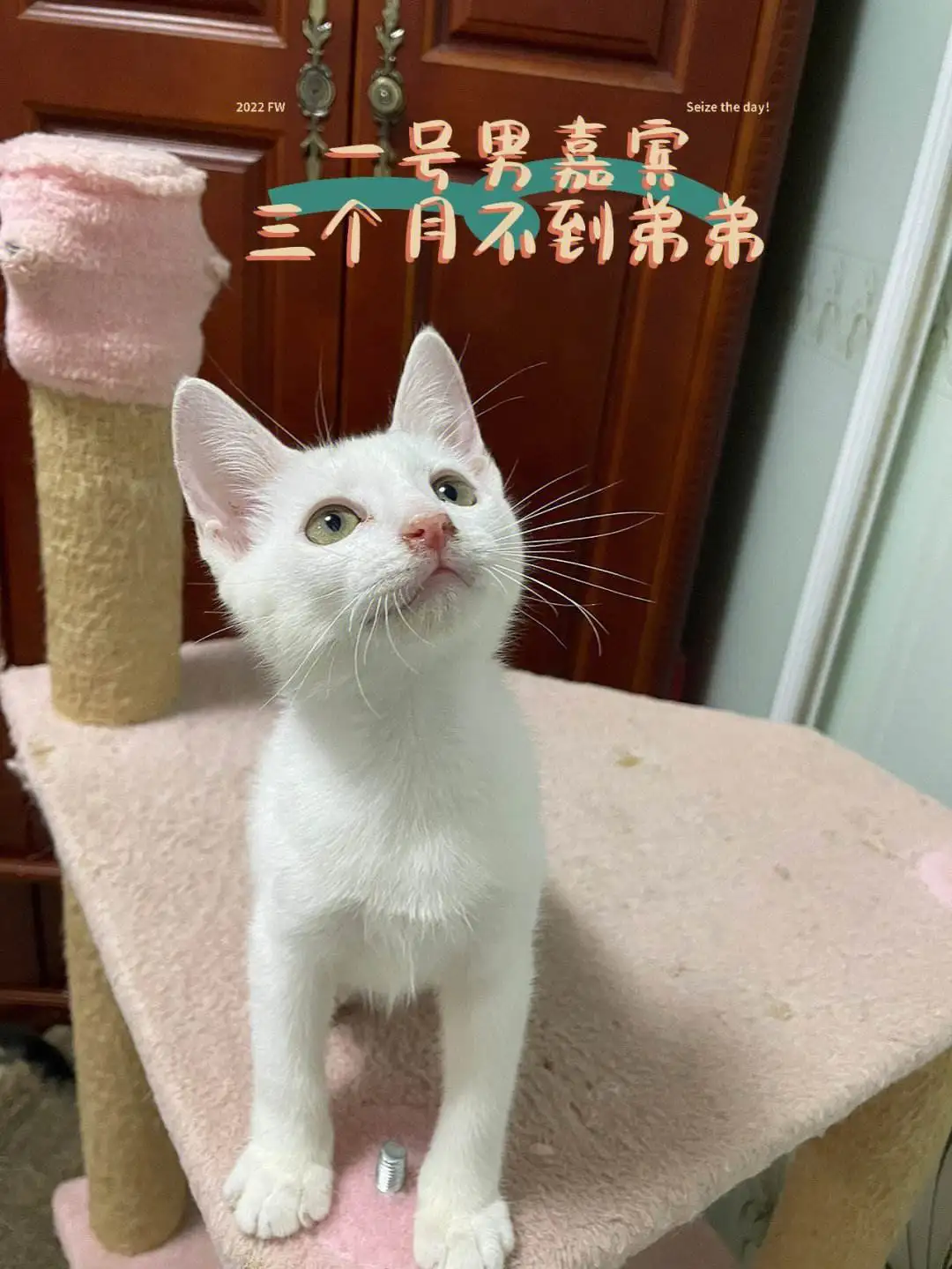 猫猫怀孕几个月生崽(猫猫怀孕几个月生崽崽)