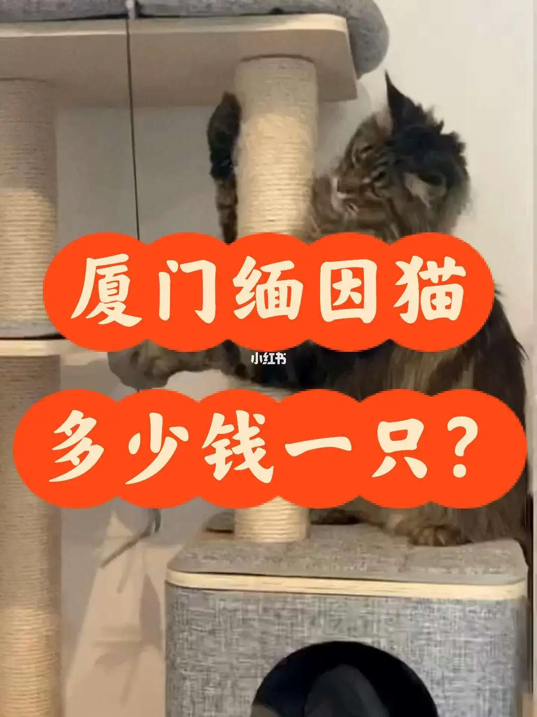 一只小猫要多少钱(一只小猫多少钱一只)