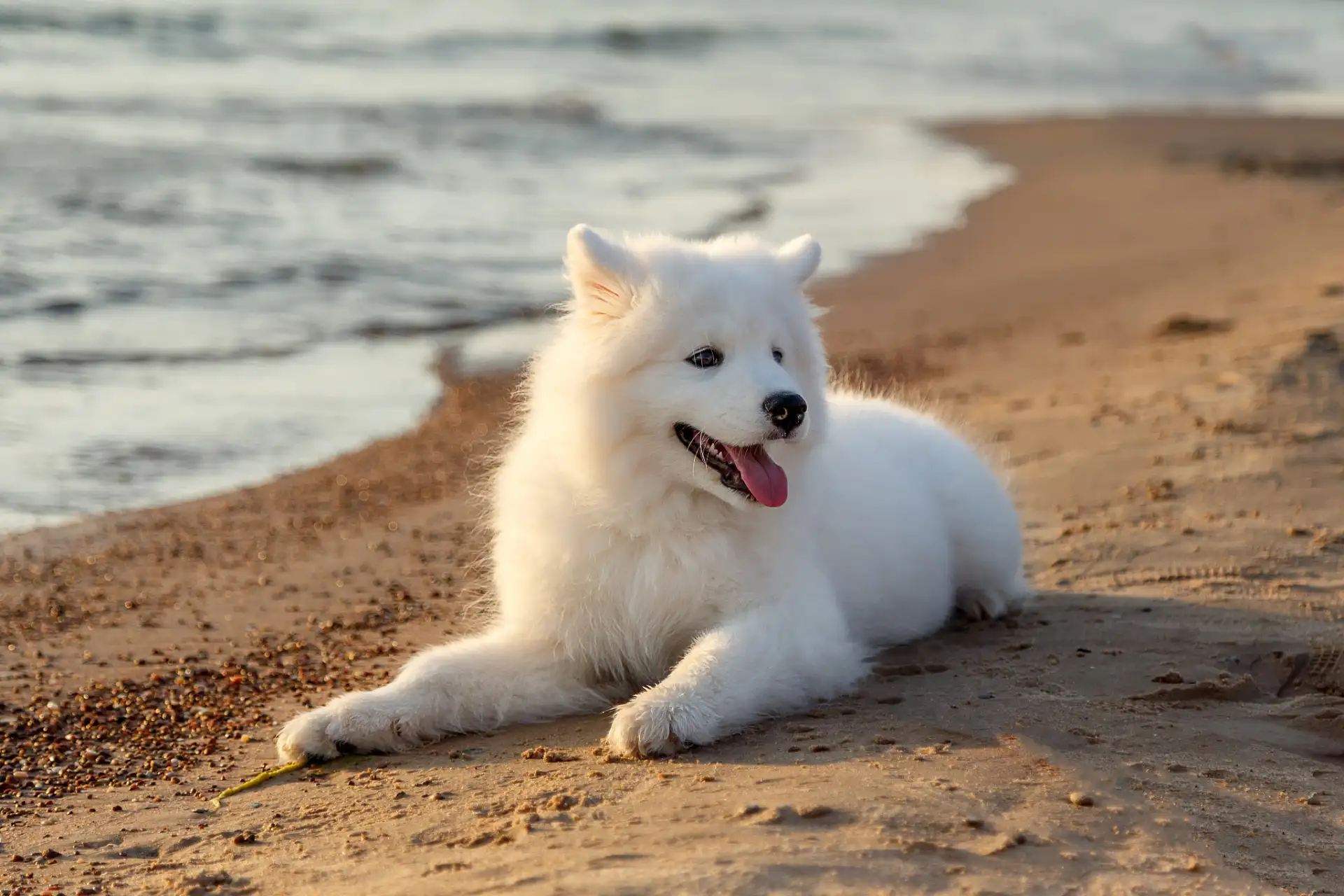 萨摩报价(萨摩大型犬)