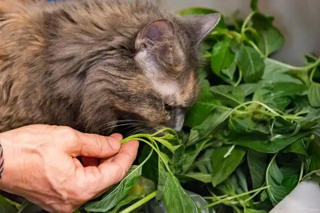 猫薄荷能给猫吃吗(猫薄荷能给猫吃吗怎么吃)