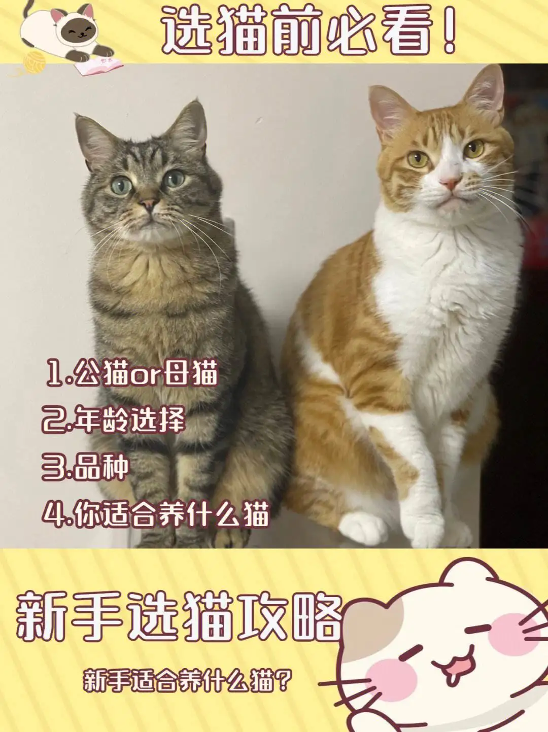 母猫贵还是公猫贵(一般来说公猫贵还是母猫贵)