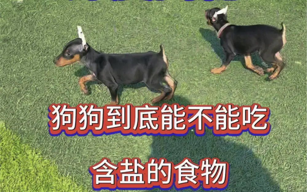 迷你杜宾犬与杜宾犬(迷你杜宾犬杜宾犬跟小泰迪似的长的黑色的)