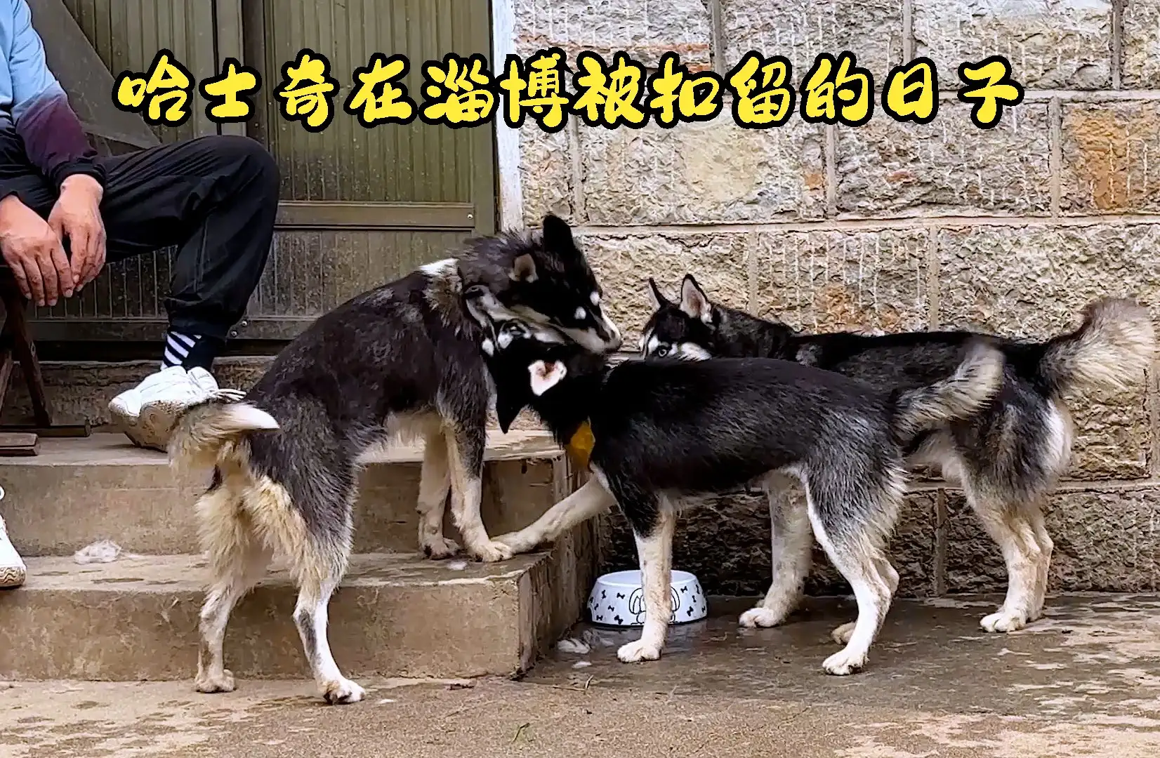 哈士奇幼犬售价(哈士奇幼犬售价多少钱)