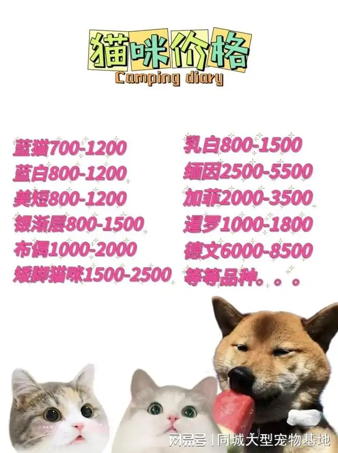 哪有卖宠物猫(那里有宠物猫卖)