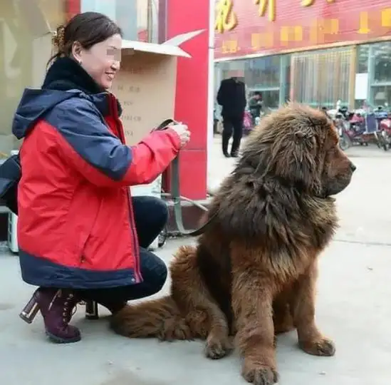 狗的三岁等于人的几岁(狗的三岁相当于人的多少岁?)