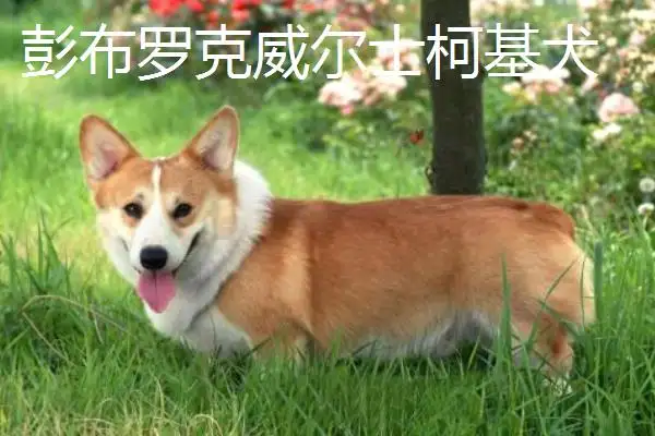 柯基犬多少钱一只多少钱(柯基犬价格大概多少钱一只?)