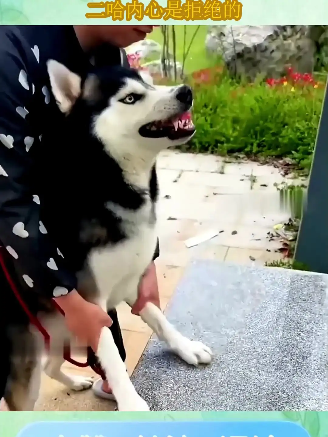 哈士奇幼犬售价(哈士奇幼犬售价多少钱)