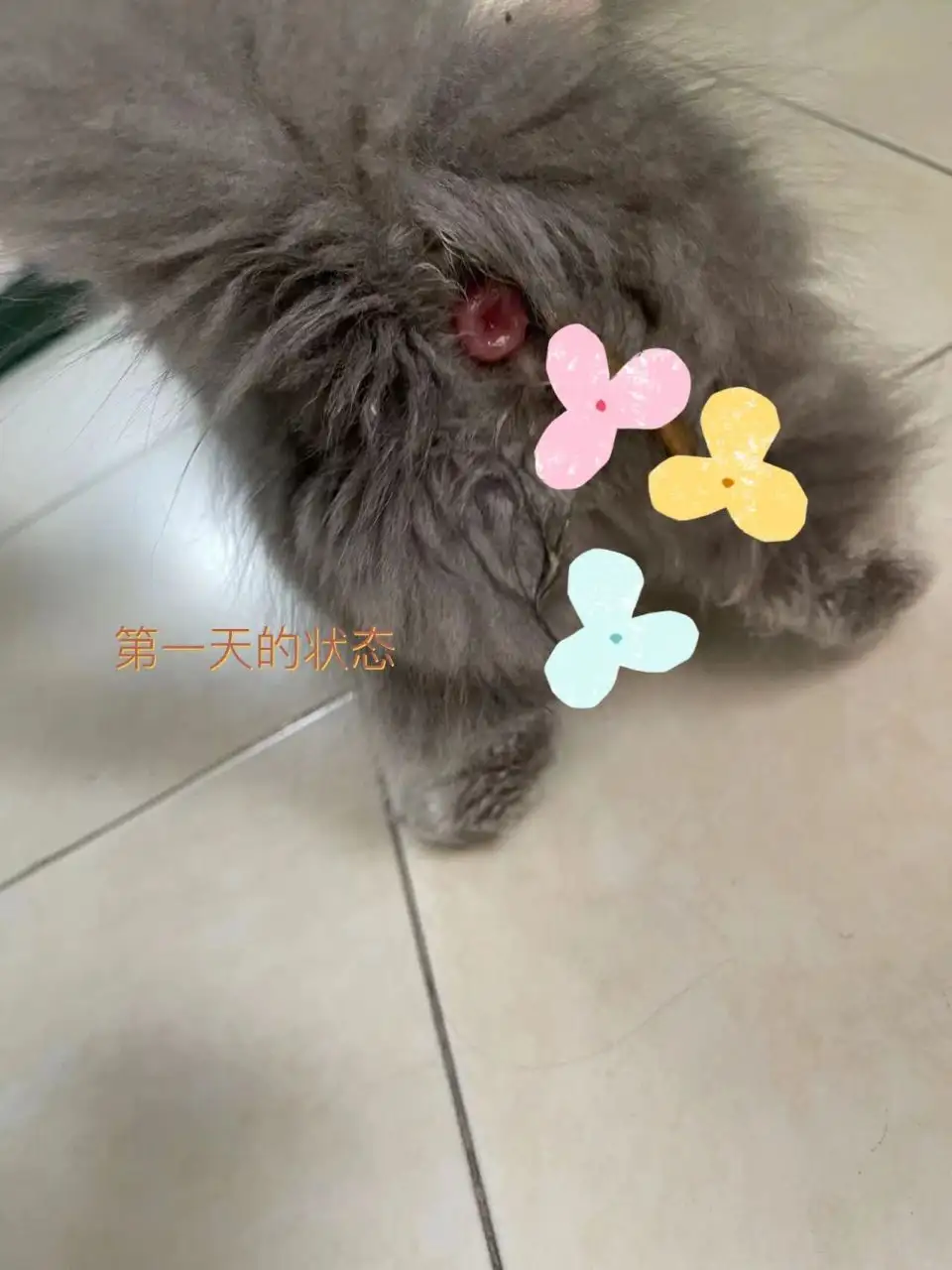 猫有些便秘怎么办(猫咪便秘有什么症状,该怎么处理?猫咪常见病)