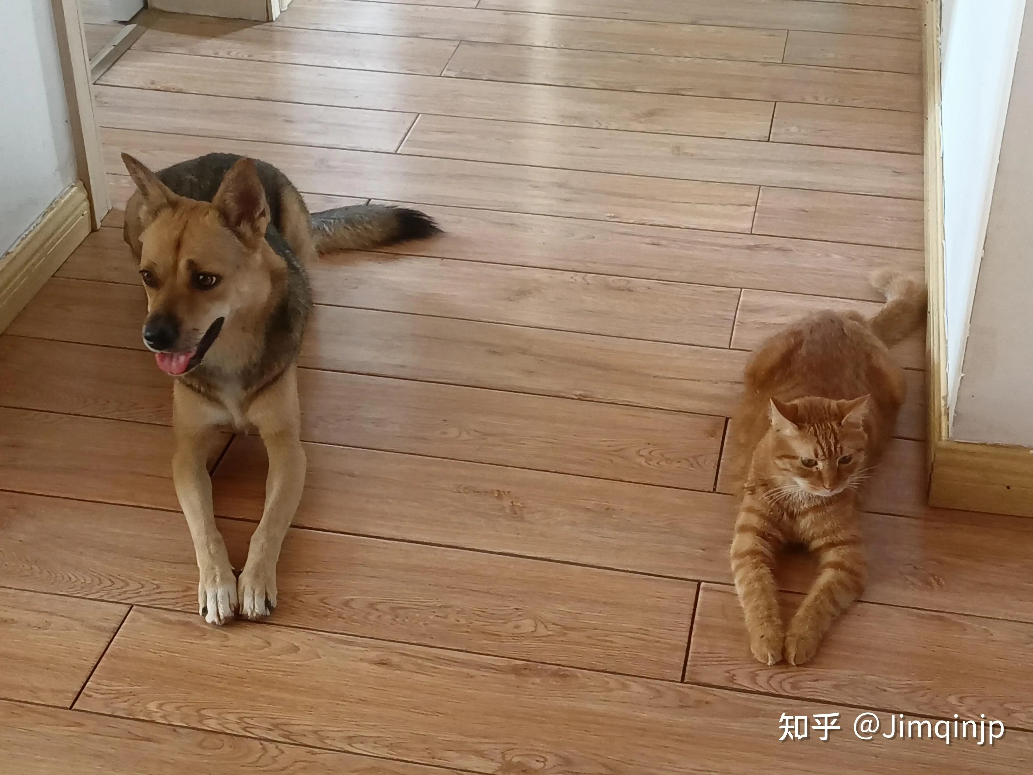 养猫好还是养狗好一些(为什么说养猫真的是穷三代)