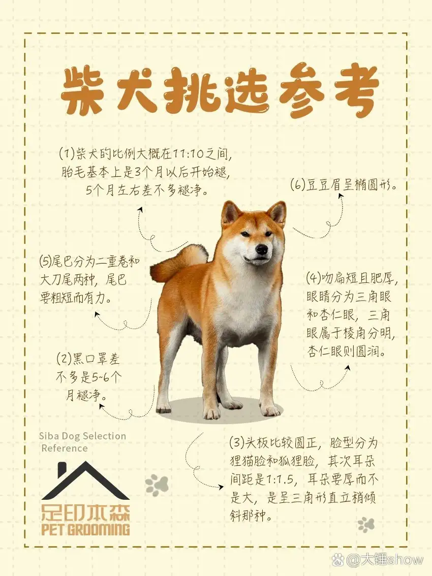 柴犬的区别(柴犬的区别照片)