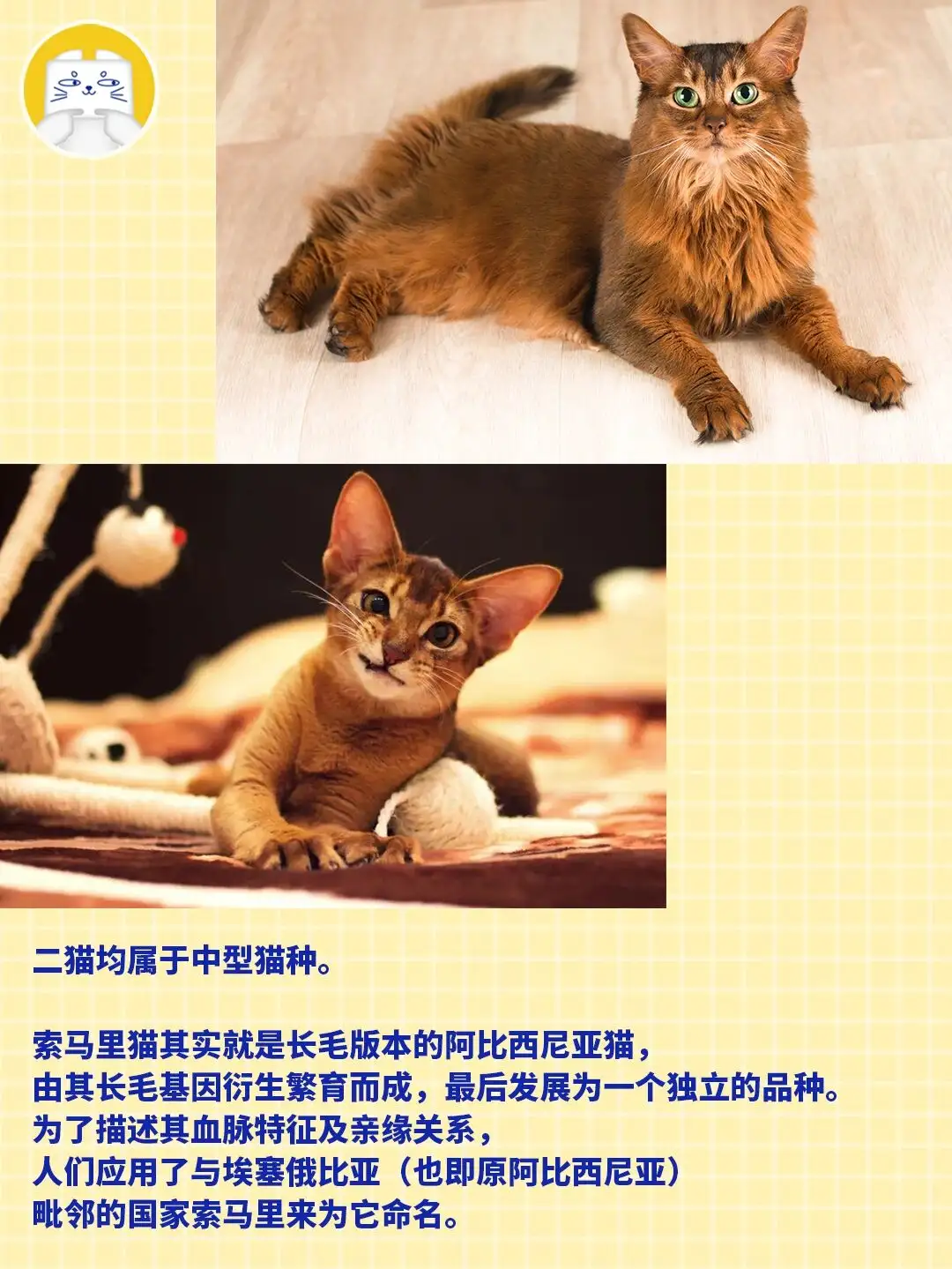 索马里猫多少钱一只(索马里猫多少钱一只幼崽)