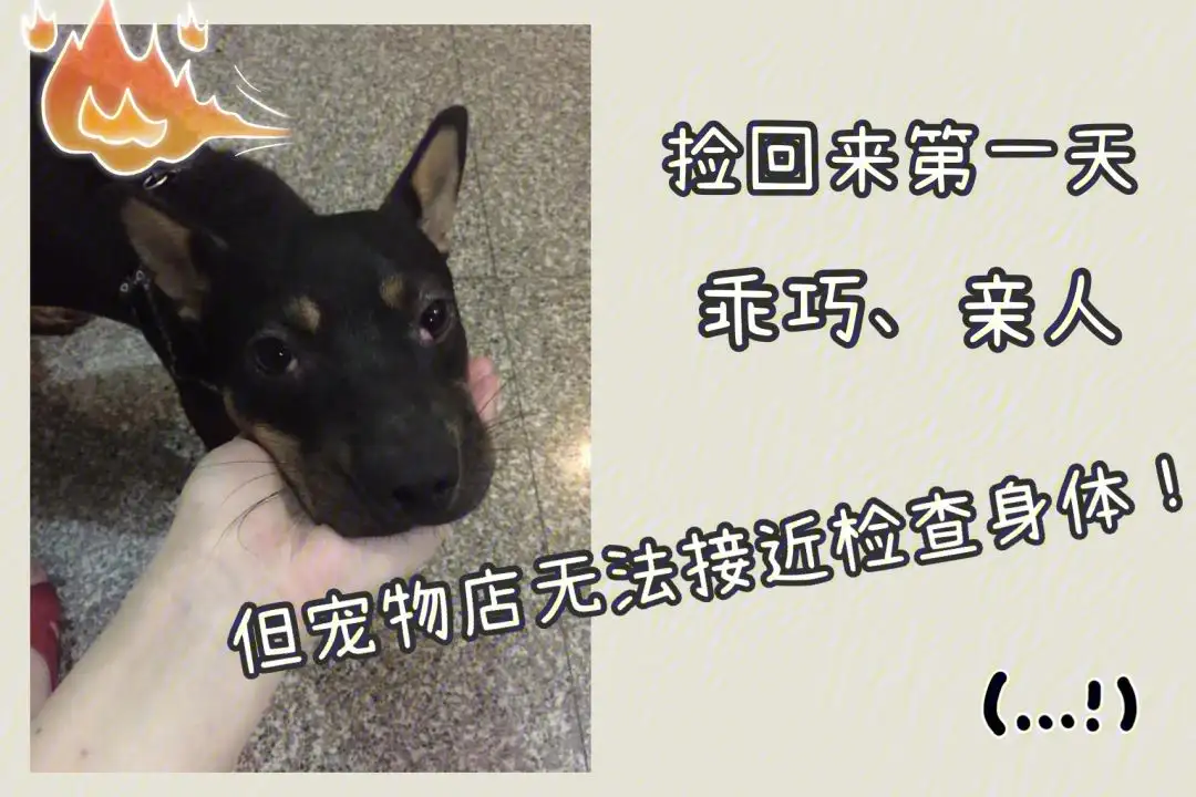 养中华田园犬的十大坏处(中华田园犬为什么当不了警犬)