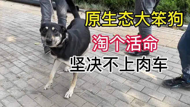 中华田园犬快要灭绝了(中华田园犬是不是快灭绝了)