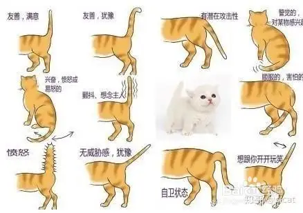 猫咪的尾巴有什么功能(猫咪的尾巴有什么作用呢?)