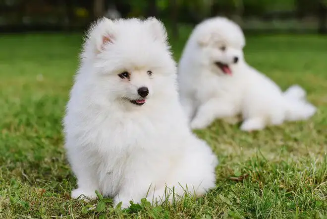 萨摩耶有没有小型犬(萨摩耶犬小的多少钱一只)