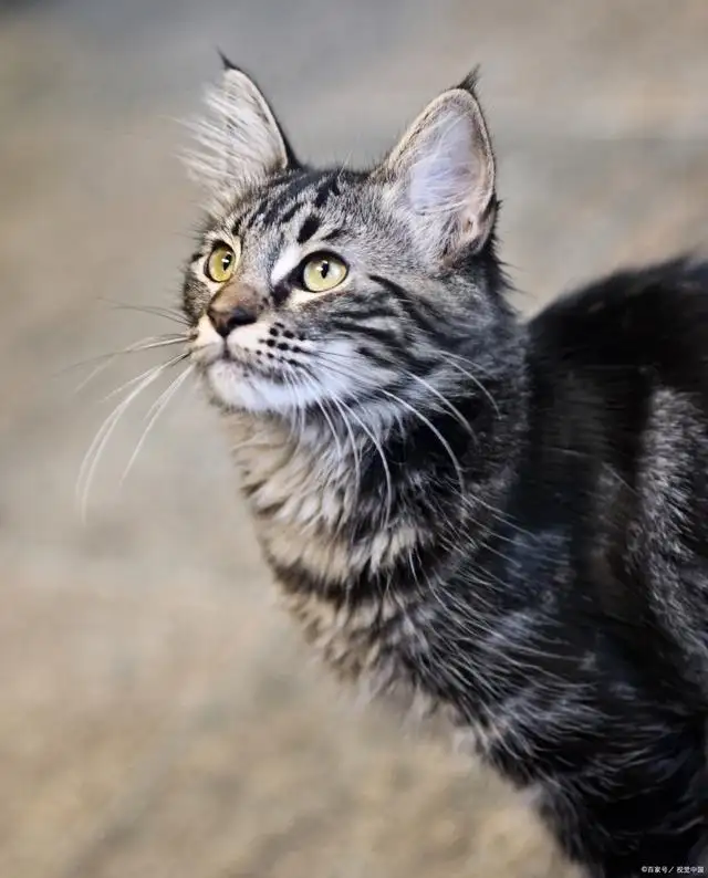 保护动物猫的品种(保护动物猫品种图片)