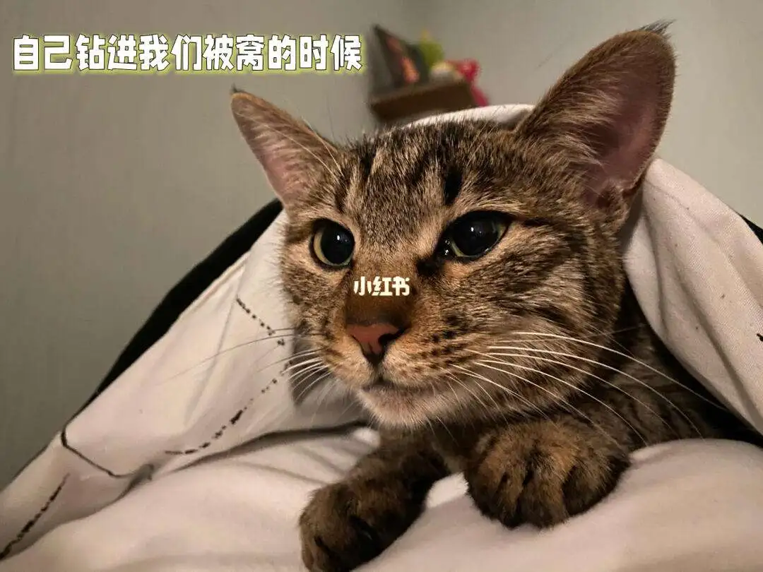 宠物医院帮猫咪接生多少钱(宠物医院帮猫咪接生多少钱一次)