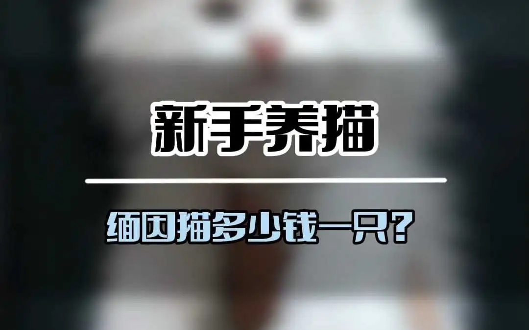 缅因猫定价(缅因猫价格 价值)