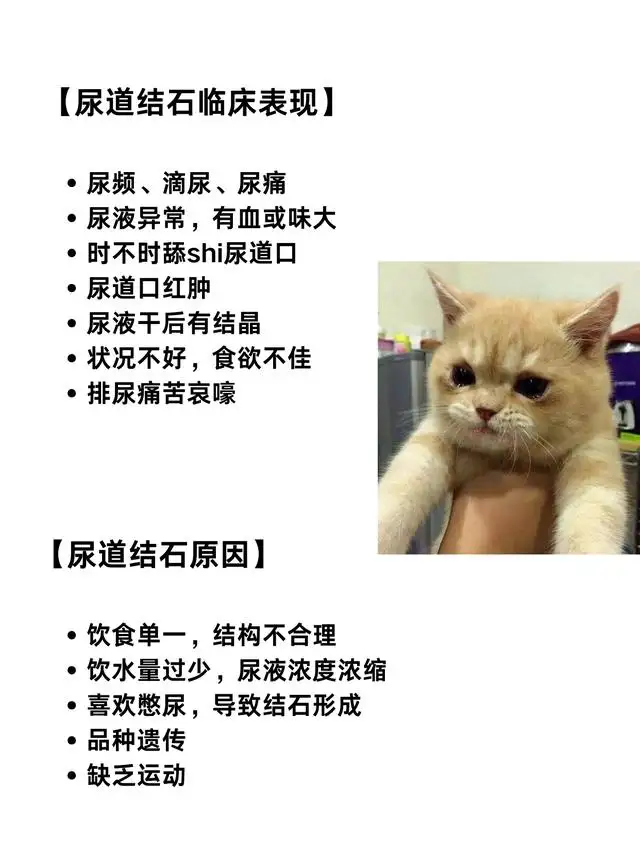 猫尿的气味如何清除(猫尿的味道怎么才能去除)