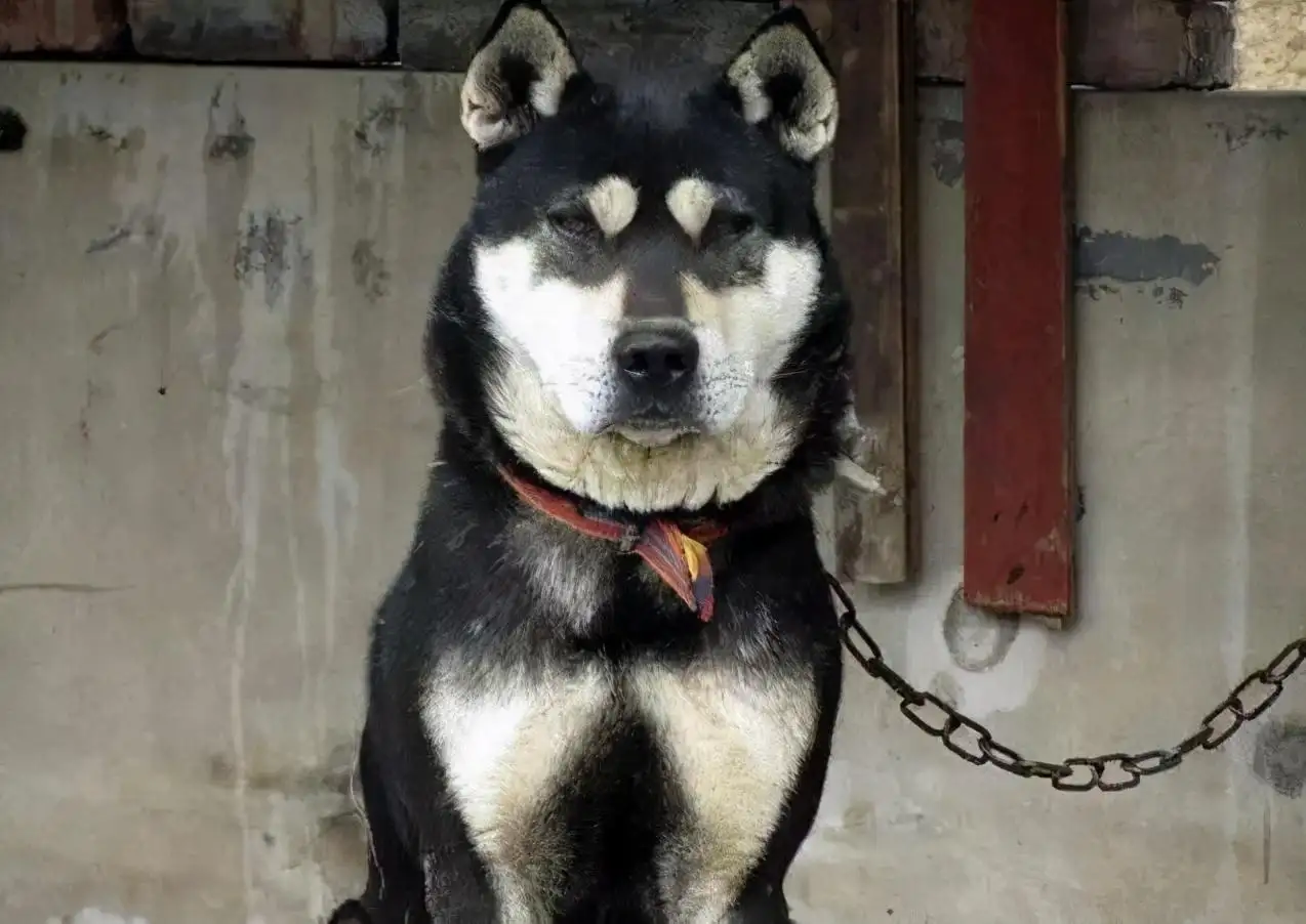 中华田园犬是哪里的(中华田园犬哪里的最纯种)