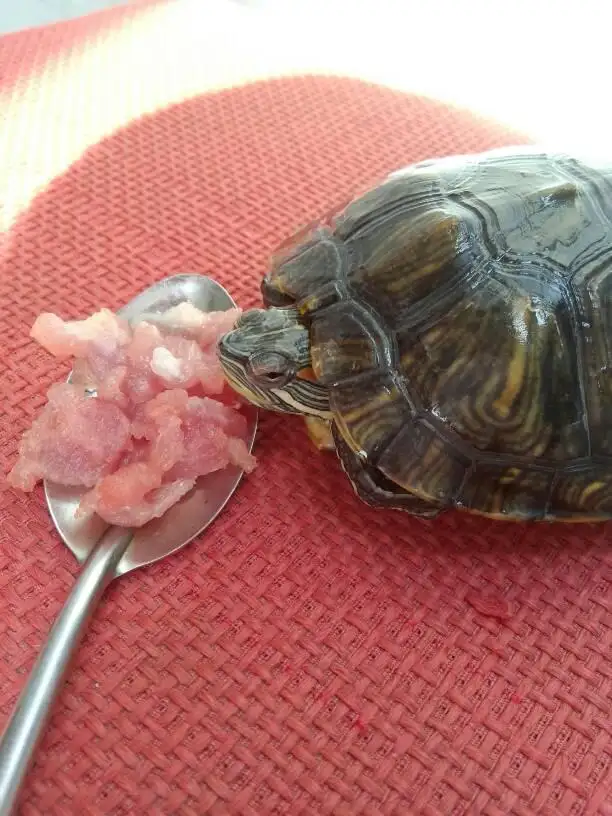 龟最喜欢吃什么食物(小龟吃什么食物最好吃)