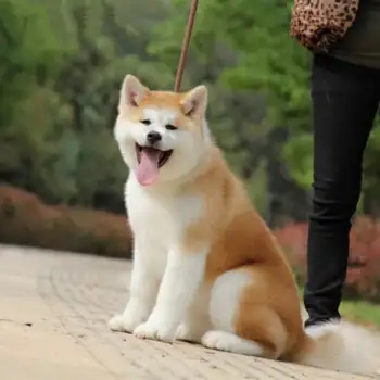 宠物狗秋田犬(宠物狗秋田犬介绍大全)