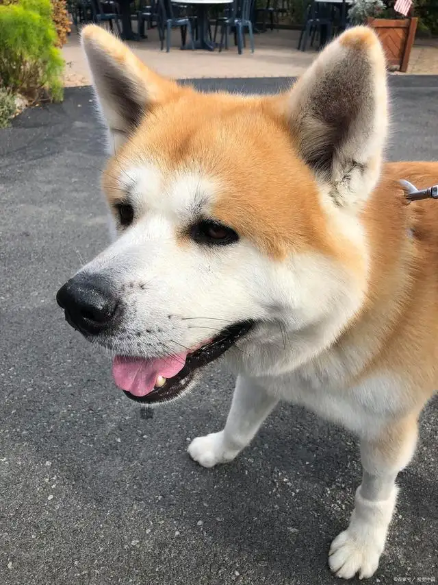 宠物狗秋田犬(宠物狗秋田犬介绍大全)