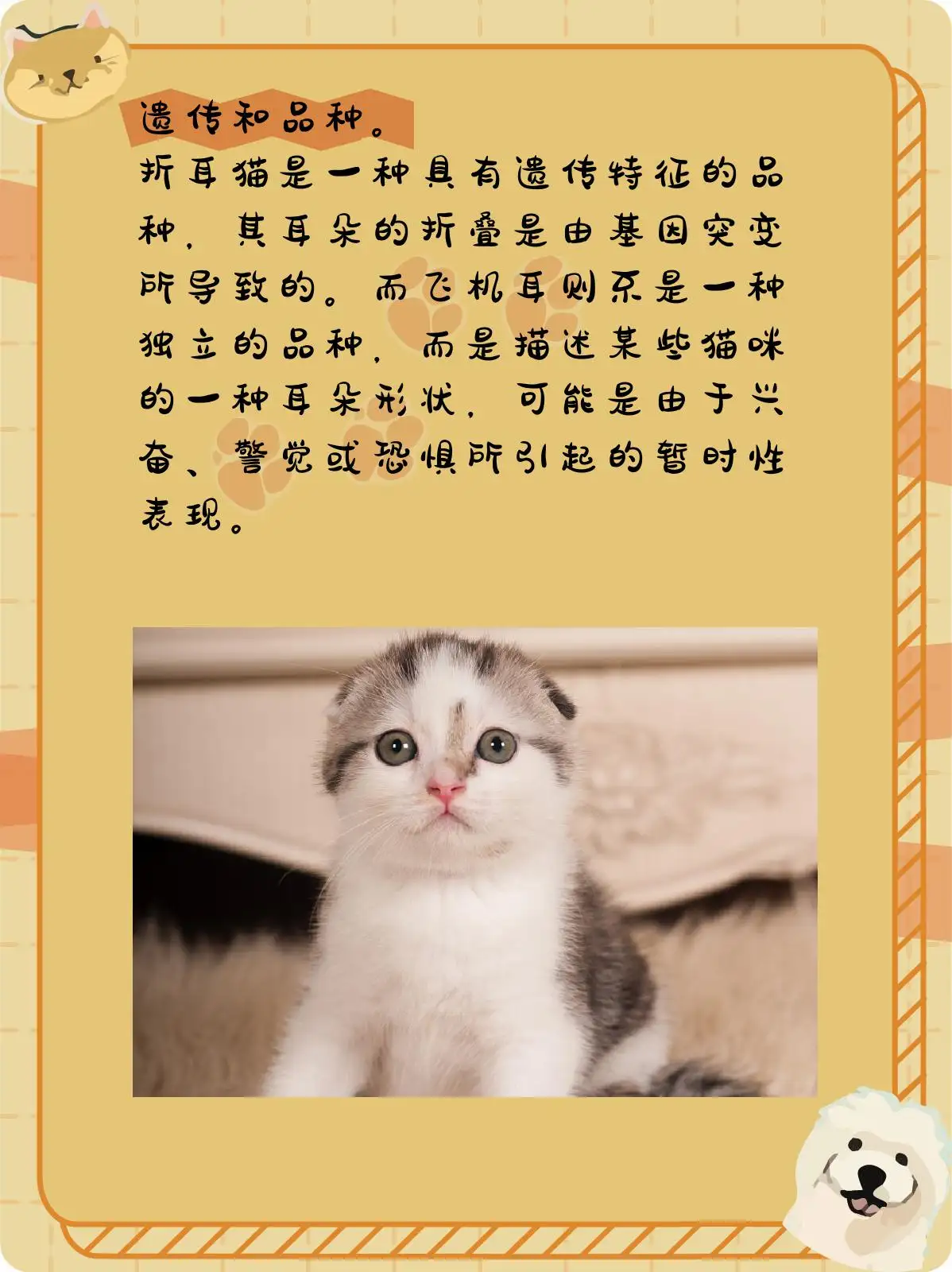 苏格兰折耳猫的介绍(苏格兰折耳猫有什么特点)