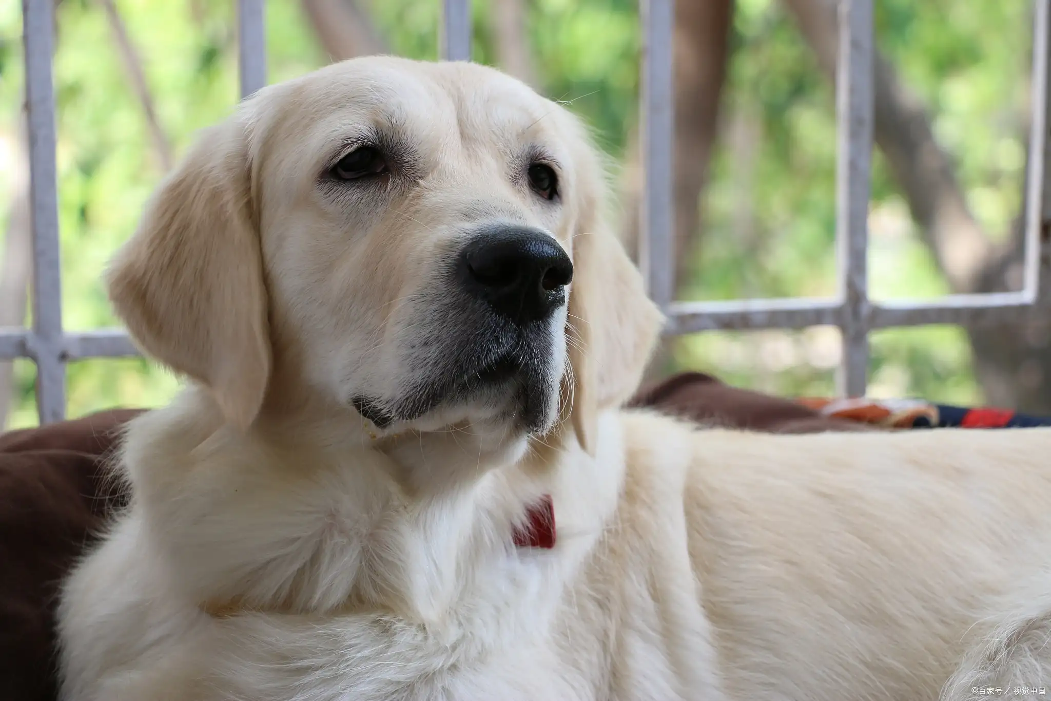 哪种小宠物干净好养(什么宠物犬好养又干净便宜又小)