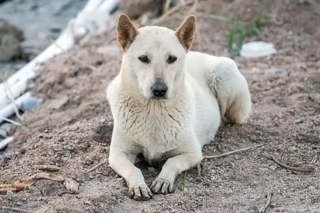 中华田园犬是禁犬还是禁养(中华田园犬是国家几级保护动物)