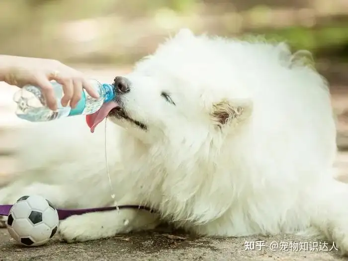 萨摩耶犬怎么喂养(萨摩耶犬怎么喂养比较好)