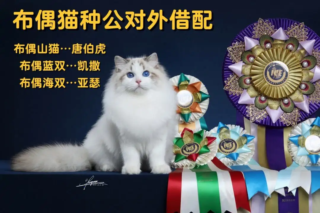 布偶猫公猫比母猫好看(布偶猫公猫比母猫好看多少)