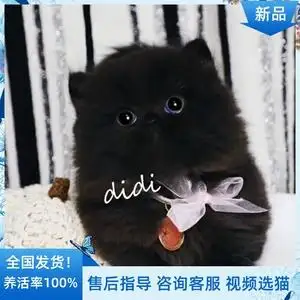 纯种波斯猫多少钱一只(纯种波斯猫多少钱一只图片)