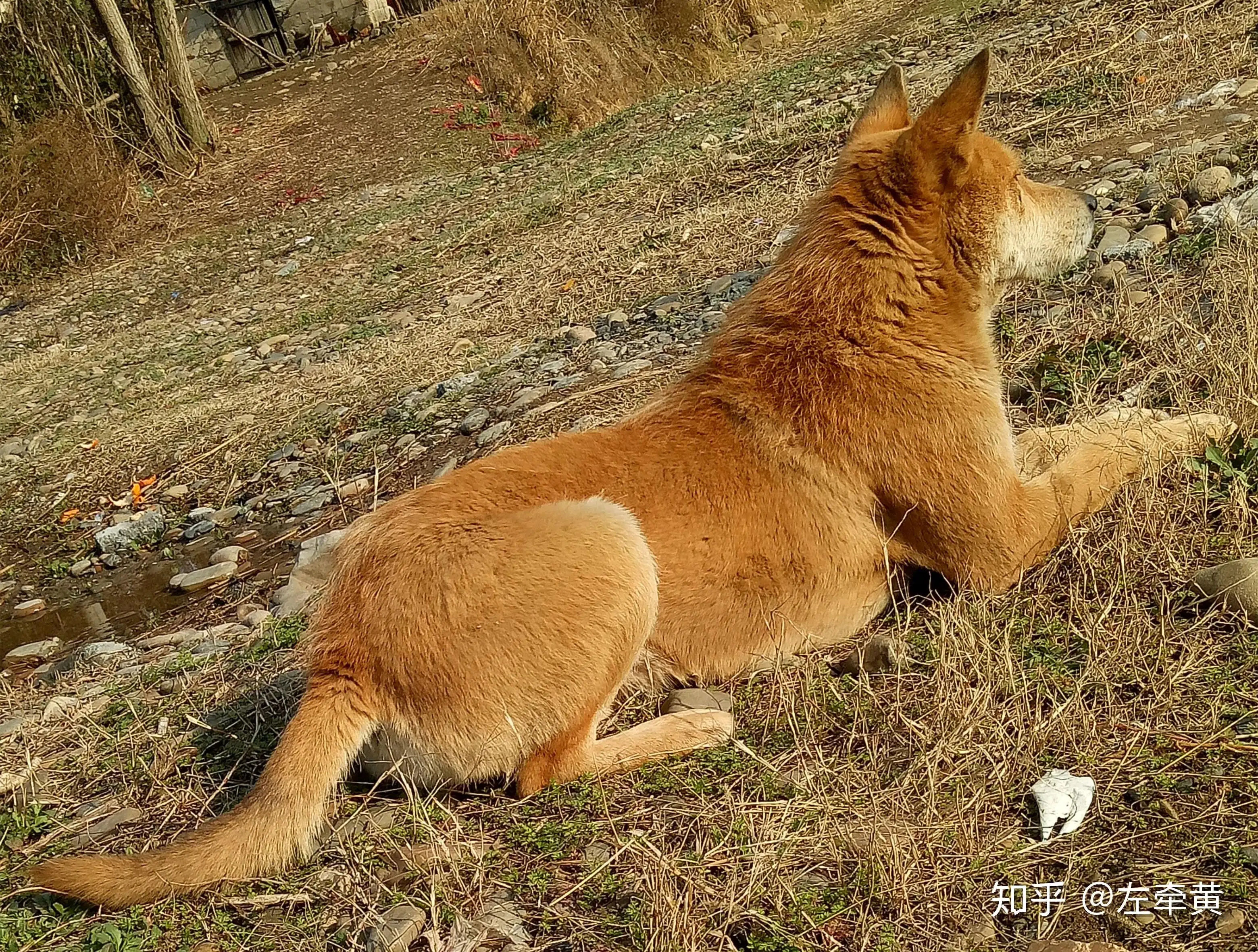 中华田园犬长大的样子(中华田园犬会不会长的很大)