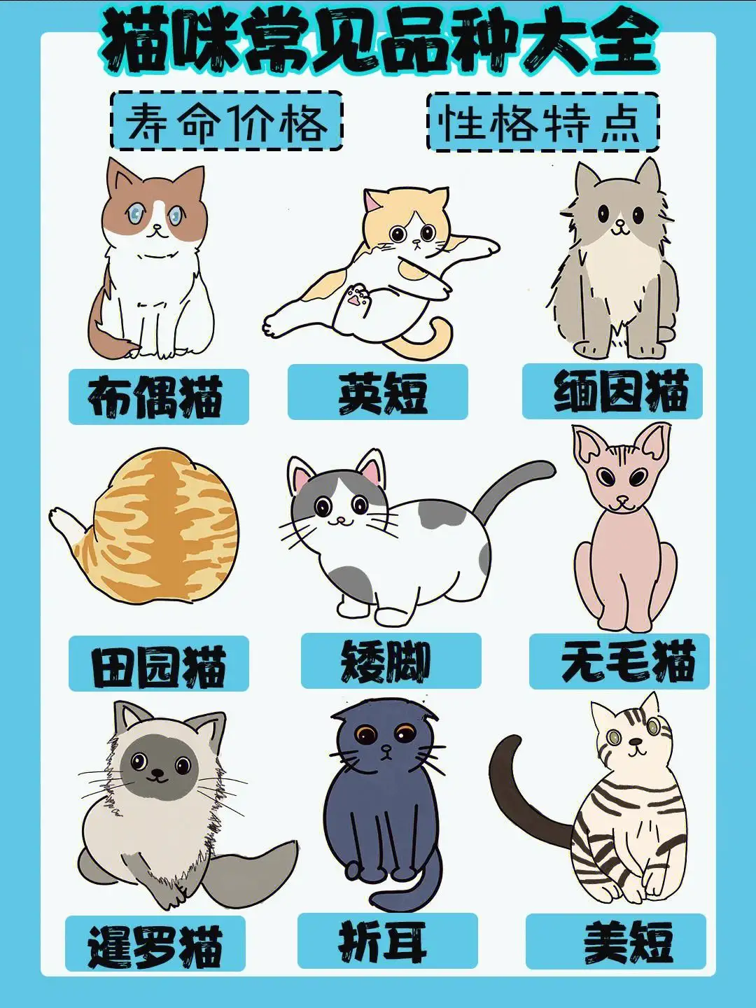 猫的品种和价格(猫的品种和价格表大全)