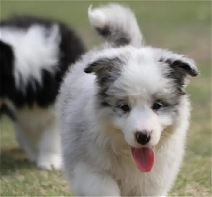 纯正边境牧羊犬(边境牧羊犬 纯种)