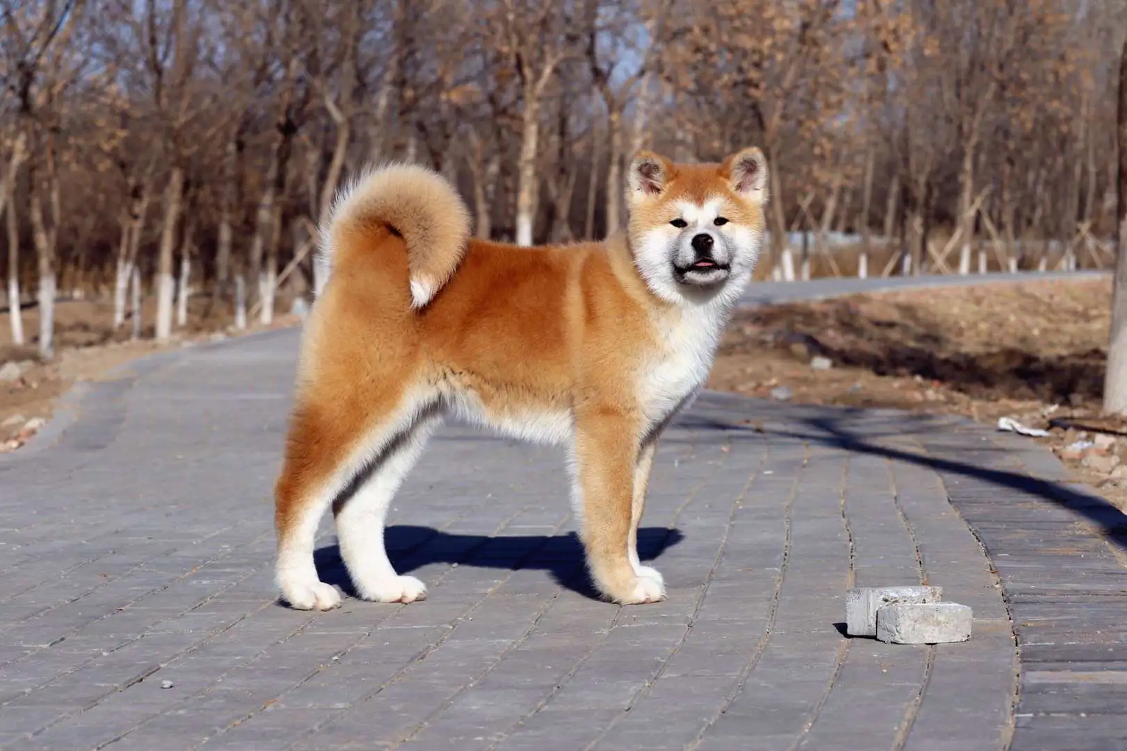 日本秋田犬价格多少(日本秋田犬价格多少钱一条)