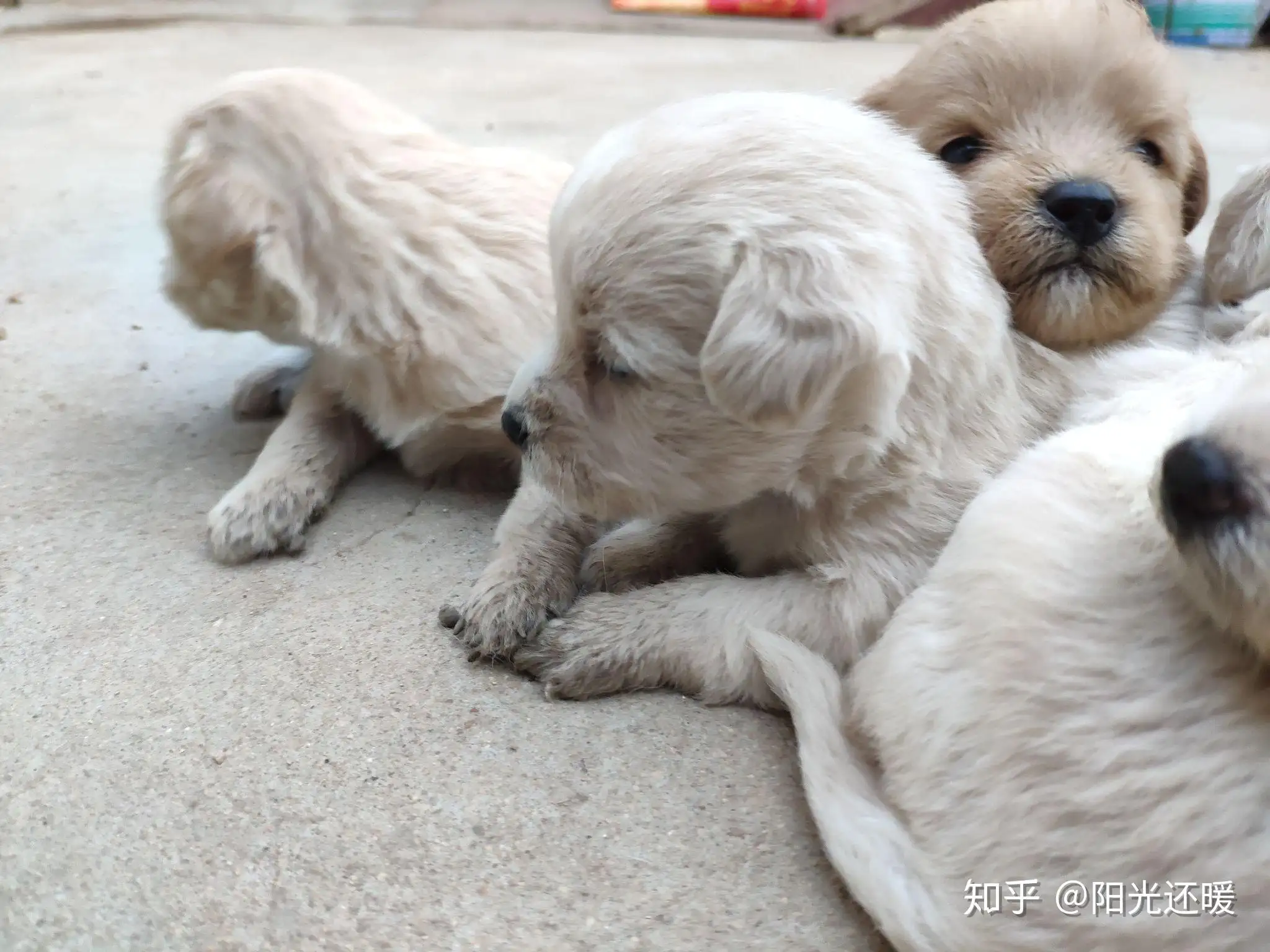 泰迪和土狗生的狗长啥样(泰迪和土狗生的狗长啥样子)