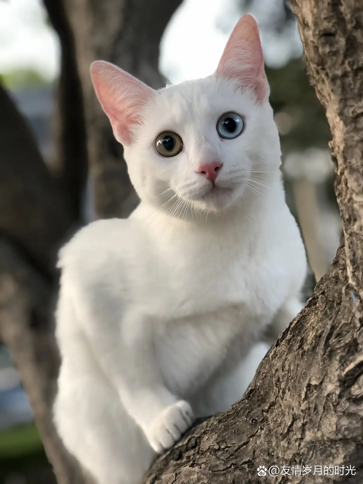 各种品种猫(各种品种猫咪价格)