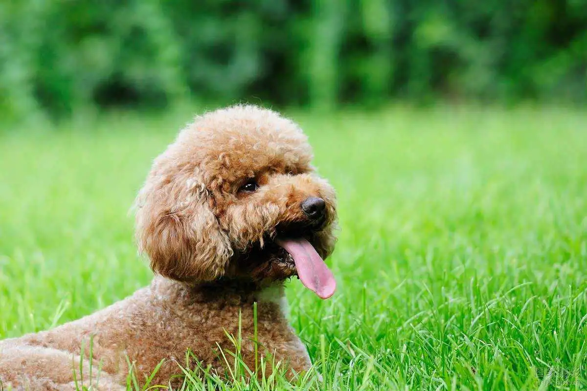 小孩适合养什么小型犬(小孩适合养什么小型宠物)