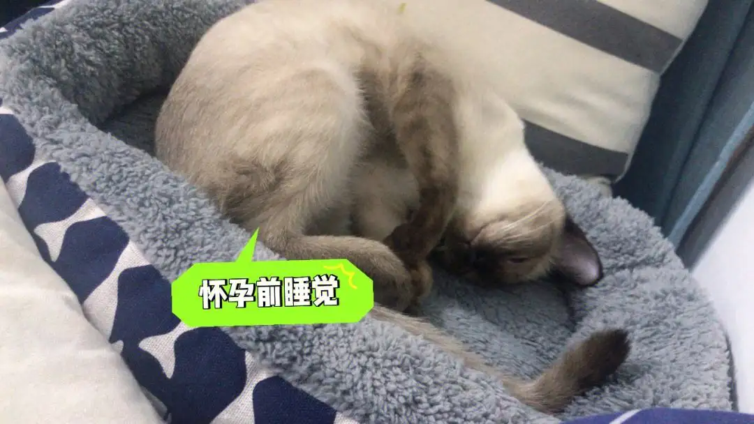 猫一般怀孕多久(猫一般怀孕多久生产)