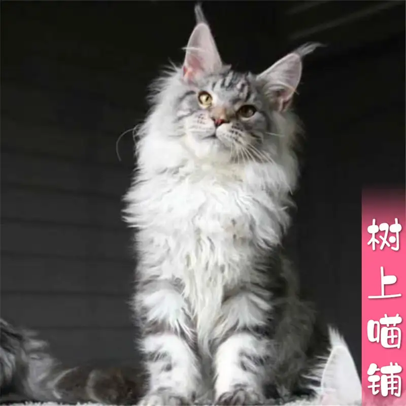 西伯利亚森林猫缅因猫(西伯利亚森林猫缅因猫区别)