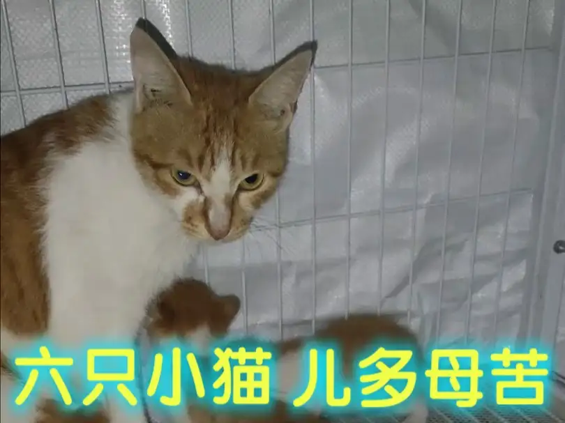 母猫怀孕几个月生小猫(母猫怀孕几个月生小猫正常)