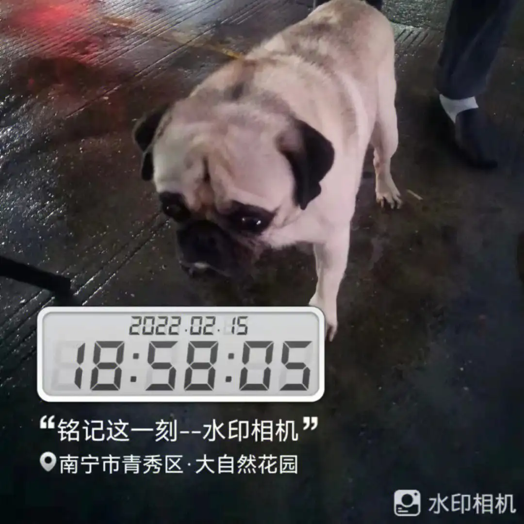 巴哥犬能活多少年(巴哥犬的寿命一般能活几年)