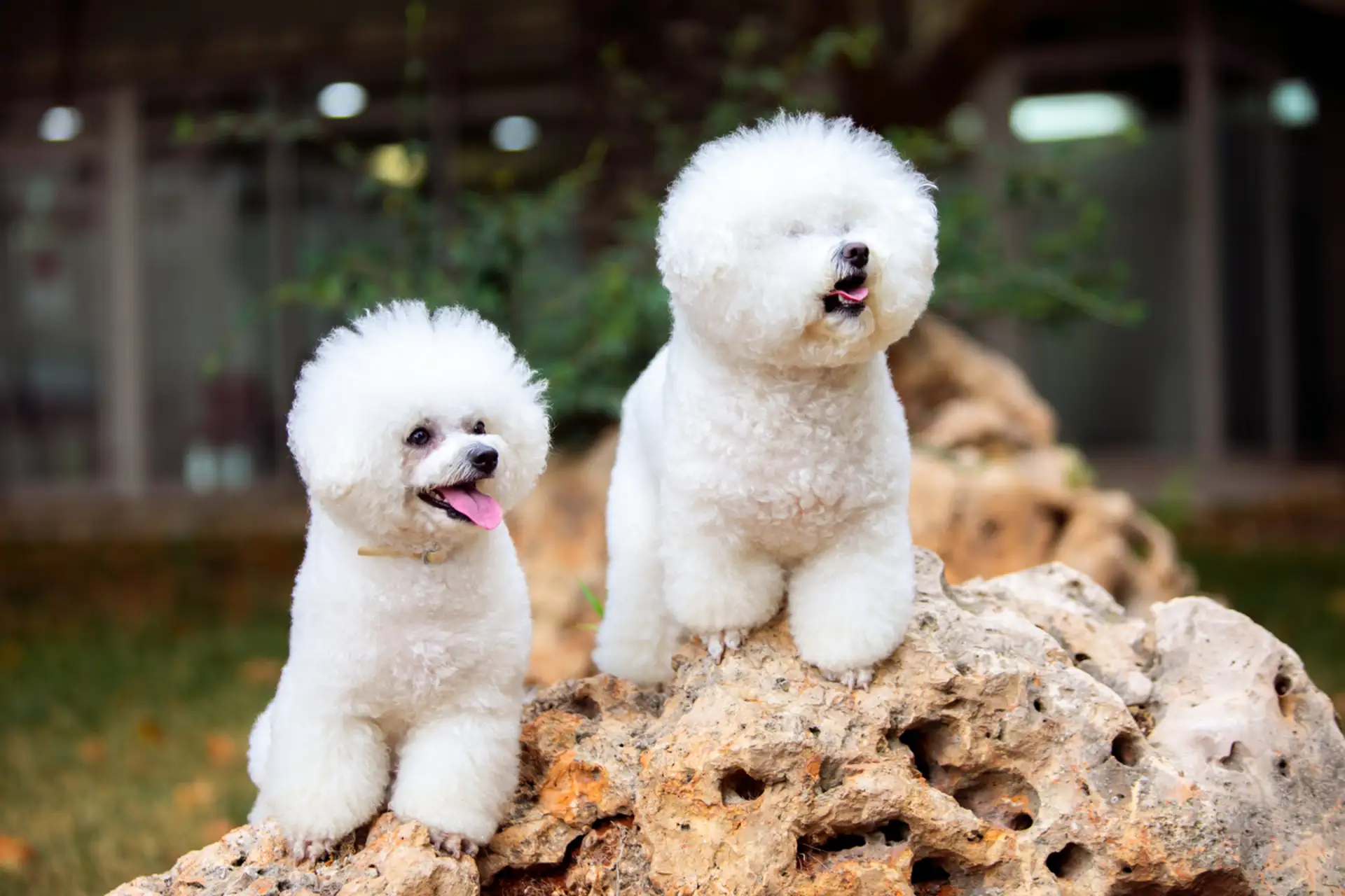 小型犬泰迪多少钱一只(小型犬泰迪多少钱一只图片)