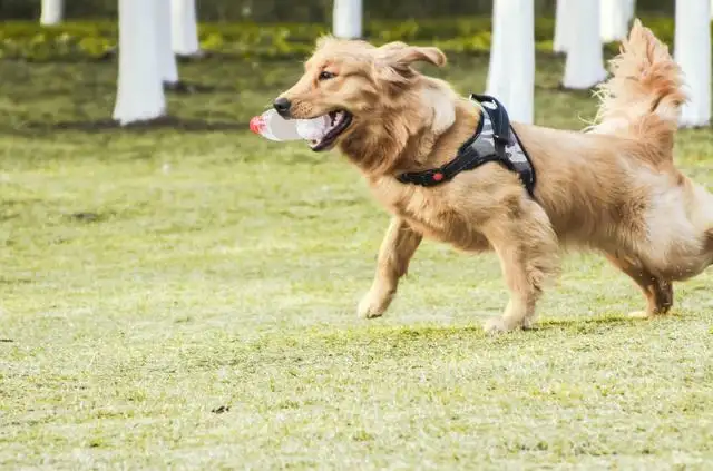 包含金毛犬一般能活多少年的词条