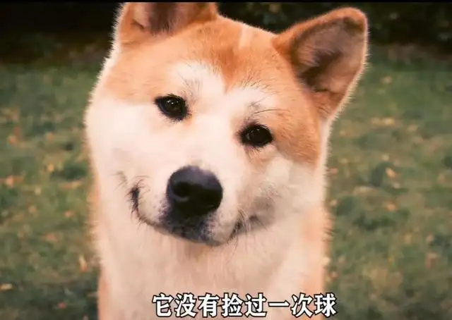 忠犬八公免费(忠犬八公免费观看全集,中英字幕)