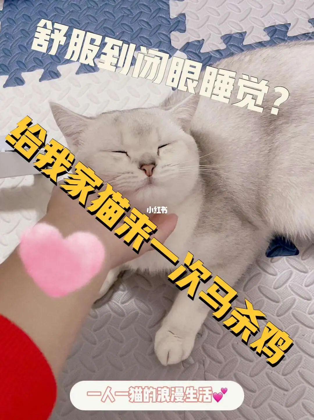 猫咪会来月经吗,多久来一次(猫咪会来大姨妈吗,多久来一次)